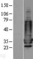 PPP1R1B / DARPP-32 Protein - Western validation with an anti-DDK antibody * L: Control HEK293 lysate R: Over-expression lysate