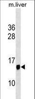 PPP1R1C Antibody - PPP1R1C Antibody western blot of mouse liver tissue lysates (35 ug/lane). The PPP1R1C antibody detected the PPP1R1C protein (arrow).