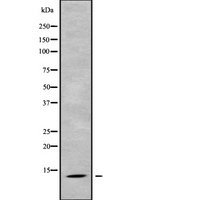 PPP1R1C Antibody - Western blot analysis of PPP1R1C using HeLa whole cells lysates