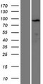 PPP1R21 / KLRAQ1 Protein - Western validation with an anti-DDK antibody * L: Control HEK293 lysate R: Over-expression lysate