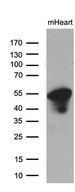 PPP1R36 / C14orf50 Antibody - Western blot analysis of extracts. (35ug) from mouse heart tissue lysate by using anti-PPP1R36 monoclonal antibody. (1:500)