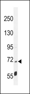 PPP1R37 Antibody - LRRC68 Antibody western blot of mouse cerebellum tissue lysates (35 ug/lane). The LRRC68 antibody detected the LRRC68 protein (arrow).