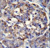 PPP1R37 Antibody - LRRC68 Antibody immunohistochemistry of formalin-fixed and paraffin-embedded human pancreas tissue followed by peroxidase-conjugated secondary antibody and DAB staining.