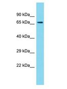 PPP1R37 Antibody - PPP1R37 antibody Western Blot of Fetal Heart. Antibody dilution: 1 ug/ml.  This image was taken for the unconjugated form of this product. Other forms have not been tested.