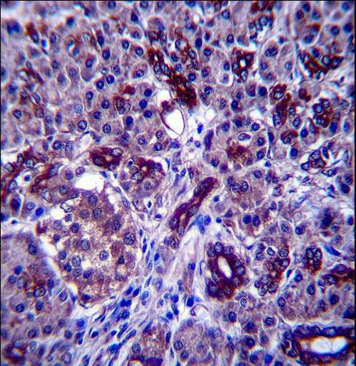 PPP1R3F Antibody - PPP1R3F Antibody immunohistochemistry of formalin-fixed and paraffin-embedded human pancreas tissue followed by peroxidase-conjugated secondary antibody and DAB staining.