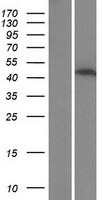 PPP1R3G Protein - Western validation with an anti-DDK antibody * L: Control HEK293 lysate R: Over-expression lysate