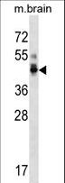 PPP1R7 Antibody - PPP1R7 Antibody western blot of mouse brain tissue lysates (35 ug/lane). The PPP1R7 antibody detected the PPP1R7 protein (arrow).