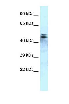 PPP1R7 Antibody - PPP1R7 antibody Western blot of Rat Brain lysate. Antibody concentration 1 ug/ml.  This image was taken for the unconjugated form of this product. Other forms have not been tested.
