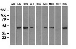 PPP1R7 Antibody - Western blot analysis of extracts (35ug) from 9 different cell lines by using anti-PPP1R7 monoclonal antibody.