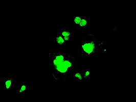 PPP1R7 Antibody - Anti-PPP1R7 mouse monoclonal antibody  immunofluorescent staining of COS7 cells transiently transfected by pCMV6-ENTRY PPP1R7.
