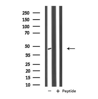 PPP1R7 Antibody - Western blot analysis of extracts of HuvEc cells using PPP1R7 antibody.