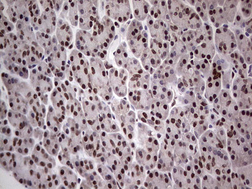PPP1R8 / Rnase E Antibody - Immunohistochemical staining of paraffin-embedded Human pancreas tissue within the normal limits using anti-PPP1R8 mouse monoclonal antibody. (Heat-induced epitope retrieval by 1 mM EDTA in 10mM Tris, pH8.5, 120C for 3min,