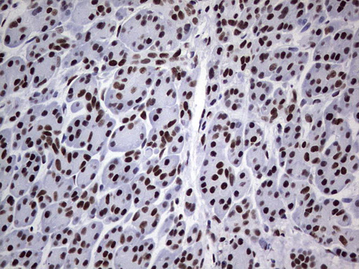 PPP1R8 / Rnase E Antibody - IHC of paraffin-embedded Human pancreas tissue using anti-PPP1R8 mouse monoclonal antibody. (Heat-induced epitope retrieval by 1 mM EDTA in 10mM Tris, pH8.5, 120°C for 3min).