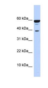 PPP1R8 / Rnase E Antibody - PPP1R8 antibody Western blot of 293T cell lysate. This image was taken for the unconjugated form of this product. Other forms have not been tested.