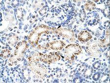 PPP1R8 / Rnase E Antibody - PPP1R8 antibody ARP40412_T100-NP_002704-PPP1R8 (protein phosphatase 1, regulatory (inhibitor) subunit 8) Antibody was used in IHC to stain formalin-fixed, paraffin-embedded human kidney.  This image was taken for the unconjugated form of this product. Other forms have not been tested.