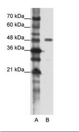 PPP1R8 / Rnase E Antibody - A: Marker, B: HepG2 Cell Lysate.  This image was taken for the unconjugated form of this product. Other forms have not been tested.