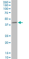 PPP1R8 / Rnase E Antibody - PPP1R8 monoclonal antibody (M21), clone 1G11. Western blot of PPP1R8 expression in PC-12.