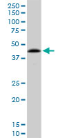 PPP1R8 / Rnase E Antibody - PPP1R8 monoclonal antibody (M21), clone 1G11. Western blot of PPP1R8 expression in HeLa NE.