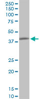 PPP1R8 / Rnase E Antibody - PPP1R8 monoclonal antibody (M21), clone 1G11. Western blot of PPP1R8 expression in Raw 264.7.
