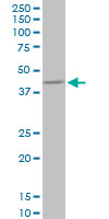 PPP1R8 / Rnase E Antibody - PPP1R8 monoclonal antibody (M21), clone 1G11. Western blot of PPP1R8 expression in NIH/3T3.