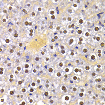 PPP1R8 / Rnase E Antibody - Immunohistochemistry of paraffin-embedded Mouse liver tissue.
