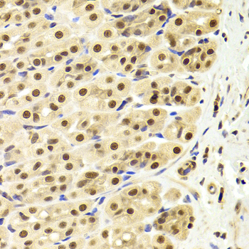 PPP1R8 / Rnase E Antibody - Immunohistochemistry of paraffin-embedded Rat stomach tissue.