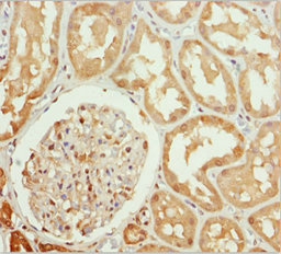 PPP1R8 / Rnase E Antibody - Immunohistochemistry of paraffin-embedded human kidney tissue at dilution 1:100