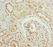 PPP1R8 / Rnase E Antibody - Immunohistochemistry of paraffin-embedded human kidney tissue at dilution 1:100