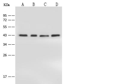 PPP1R8 / Rnase E Antibody - Anti-PPP1R8 rabbit polyclonal antibody at 1:500 dilution. Lane A: HeLa Whole Cell Lysate. Lane B: HepG2 Whole Cell Lysate. Lane C: Jurkat Whole Cell Lysate. Lane D: 293T Whole Cell Lysate. Lysates/proteins at 30 ug per lane. Secondary: Goat Anti-Rabbit IgG (H+L)/HRP at 1/10000 dilution. Developed using the ECL technique. Performed under reducing conditions. Predicted band size: 38 kDa.