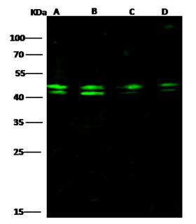 PPP1R8 / Rnase E Antibody - Anti-PPP1R8 rabbit polyclonal antibody at 1:500 dilution. Lane A: HepG2 Whole Cell Lysate. Lane B: Jurkat Whole Cell Lysate. Lane C: Hela Whole Cell Lysate. Lane D: 293T Whole Cell Lysate. Lysates/proteins at 30 ug per lane. Secondary: Goat Anti-Rabbit IgG H&L (Dylight800) at 1/10000 dilution. Developed using the Odyssey technique. Performed under reducing conditions. Predicted band size: 38 kDa. Observed band size: 42 kDa. (We are unsure as to the identity of these extra bands.)