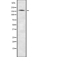 PPP1R9A / Neurabin 1 Antibody - Western blot analysis of PPP1R9A using NIH-3T3 whole cells lysates