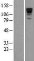 PPP1R9A / Neurabin 1 Protein - Western validation with an anti-DDK antibody * L: Control HEK293 lysate R: Over-expression lysate