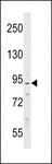 PPP1R9B / Spinophilin Antibody - PPP1R9B Antibody western blot of Ramos cell line lysates (35 ug/lane). The PPP1R9B antibody detected the PPP1R9B protein (arrow).