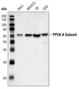 PPP2R1A Antibody - Western blot of extracts from HeLa, NIH/3T3, C6 and COS cells