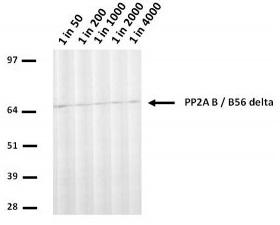 PPP2R1A Antibody - U20S lysate run on 4-12% Bis-Tris 2D gel in 1xMOPS running buffer. Transfer to 0.45um nitrocellulose. Membrane probed with H5D12 (anti-PP2A B/B56 delta). Anti-mouse IgG (whole molecule)-AP conjugate (1 in 2000). Detection with BCIP/NBT substrate.