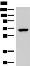 PPP2R1A Antibody - Western blot analysis of NIH/3T3 cell lysate  using PPP2R1A Polyclonal Antibody at dilution of 1:850