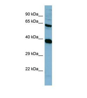PPP2R1A Antibody - Western blot of Human HT1080. PPP2R1A antibody dilution 1.0 ug/ml.  This image was taken for the unconjugated form of this product. Other forms have not been tested.