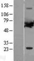 PPP2R1A Protein - Western validation with an anti-DDK antibody * L: Control HEK293 lysate R: Over-expression lysate