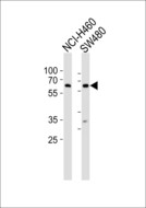 PPP2R1B Antibody - Western blot of lysates from NCI-H460, SW480 cell line (from left to right) with PPP2R1B Antibody. Antibody was diluted at 1:1000 at each lane. A goat anti-rabbit IgG H&L (HRP) at 1:10000 dilution was used as the secondary antibody. Lysates at 20 ug per lane.