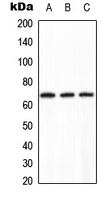 PPP2R1B Antibody - Western blot analysis of PPP2R1B expression in HeLa (A); Raw264.7 (B); H9C2 (C) whole cell lysates.