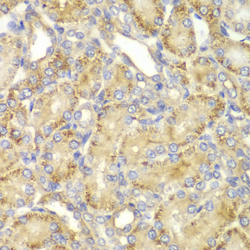 PPP2R2A Antibody - Immunohistochemistry of paraffin-embedded rat kidney tissue.