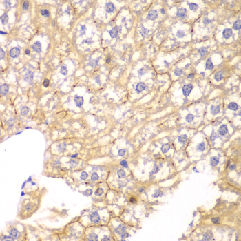 PPP2R2A Antibody - Immunohistochemistry of paraffin-embedded mouse liver tissue.