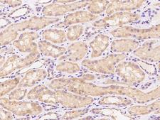 PPP2R2A Antibody - Immunochemical staining of human PPP2R2A in human kidney with rabbit polyclonal antibody at 1:100 dilution, formalin-fixed paraffin embedded sections.