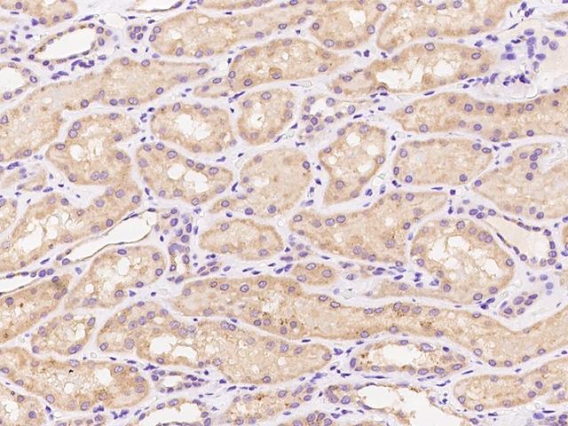 PPP2R2A Antibody - Immunochemical staining of human PPP2R2A in human kidney with rabbit polyclonal antibody at 1:100 dilution, formalin-fixed paraffin embedded sections.