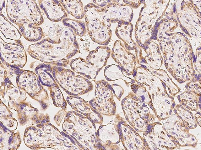 PPP2R2A Antibody - Immunochemical staining of human PPP2R2A in human placenta with rabbit polyclonal antibody at 1:100 dilution, formalin-fixed paraffin embedded sections.