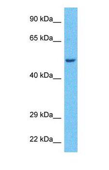 PPP2R2A Antibody - Western blot of 2ABA Antibody with human HeLa Whole Cell lysate.  This image was taken for the unconjugated form of this product. Other forms have not been tested.