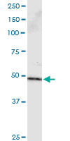 PPP2R2B Antibody - Immunoprecipitation of PPP2R2B transfected lysate using anti-PPP2R2B monoclonal antibody and Protein A Magnetic Bead.