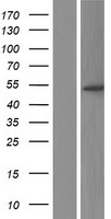 PPP2R2B Protein - Western validation with an anti-DDK antibody * L: Control HEK293 lysate R: Over-expression lysate