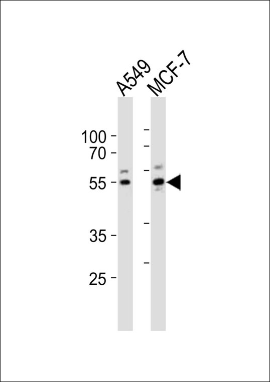 PPP2R2C Antibody - Western blot of lysates from A549, MCF-7 cell line (from left to right) with PPP2R2C Antibody. Antibody was diluted at 1:1000 at each lane. A goat anti-rabbit IgG H&L (HRP) at 1:10000 dilution was used as the secondary antibody. Lysates at 20 ug per lane.