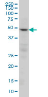 PPP2R2C Antibody - PPP2R2C monoclonal antibody (M01), clone 6D1 Western Blot analysis of PPP2R2C expression in HeLa.